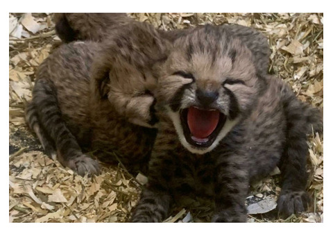 Zoo's adorable Cheetah Cubs