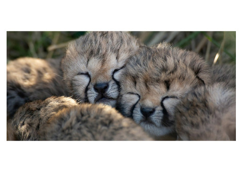 Zoo's adorable Cheetah Cubs