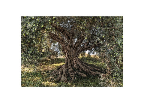 Фотообои бумажные Komar Olive Tree 8-531 3,68х2,54 м