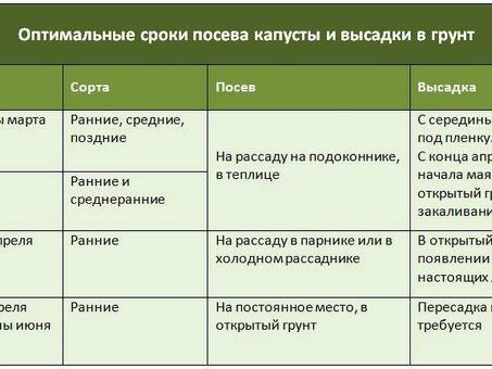 Купить капусту в России в России, время и метод посадки капусты для саженцев в 2023 году.