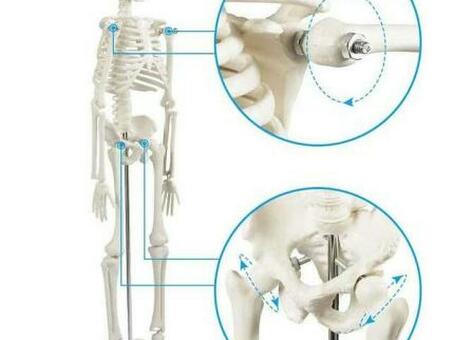 Настольная модель скелета человека 45 см