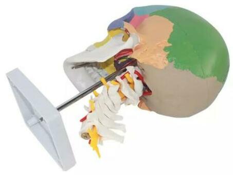 Модель черепа взрослого человека с шейными позвонками окрашенными в разные цвета 3 части в натуральную величину на подставке
