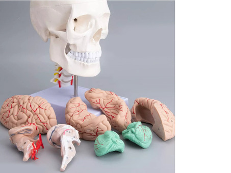 Модель черепа взрослого человека с мозгом и шейными позвонками на подставке 3 части в натуральную величину