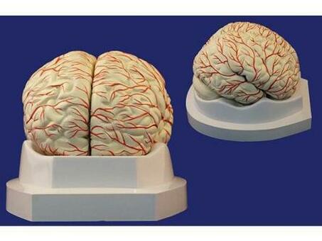 Мозг с артериями, 8 частей, на подставке SMD122B