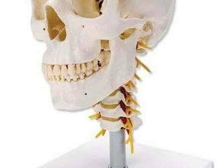 Модель черепа с шейными позвонками A018