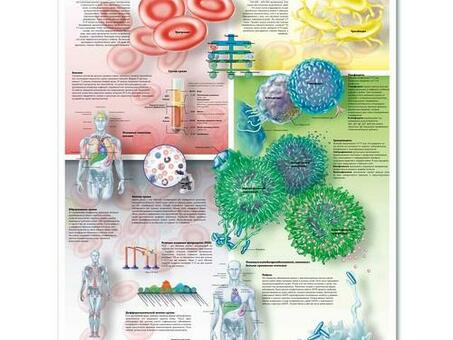 Медицинский плакат 