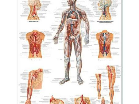 Медицинский плакат "Сосудистая система"