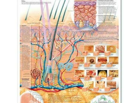 Медицинский плакат 