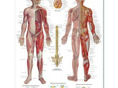 Медицинский плакат "Нервная система"