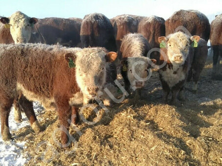 Цены на крупный рогатый скот в живом весе