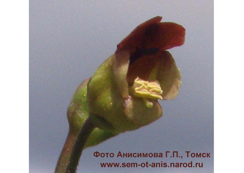 Норичник узловатый - ценное лекарственное растение.