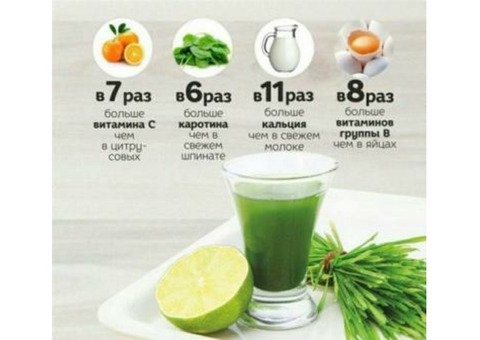 Целебный сок WheatGrass для похудения и от всех болезней из ростков пшеницы