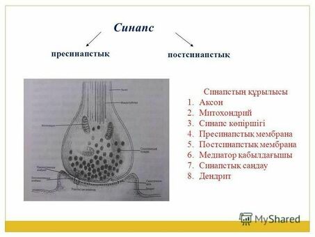 Синапсис Услуги по разработке веб-сайтов