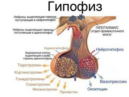 Гипофиз карпа: купить в интернет-магазине по хорошей цене