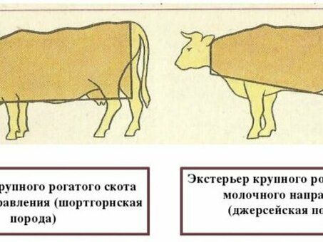 Купить молочных коров онлайн - Агромагазин