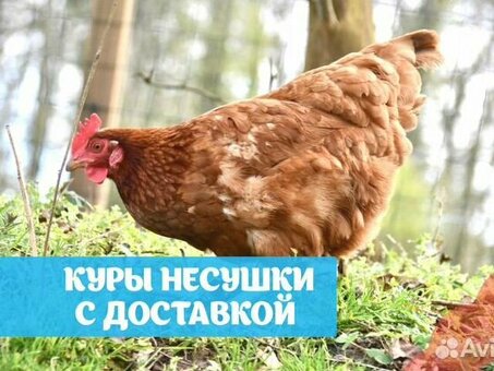 Купить кур-несушек в Самаре - выгодные цены, быстрая доставка | Название офиса