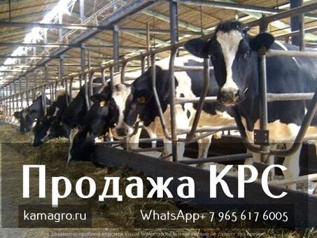 Продажа крупного рогатого скота в Каслинском районе |Сельскохозяйственный магазин