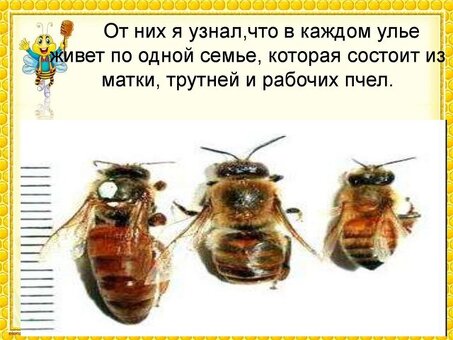 Продажа пчел во Владивостоке - низкие цены, быстрая доставка | Магазин "Пчелы"