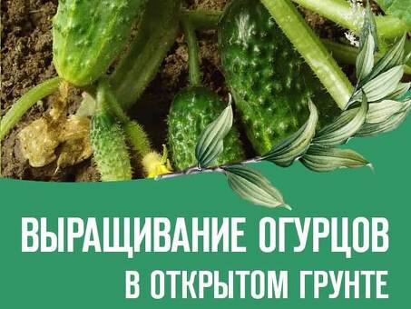 Огурцы из Казахстана: свежий урожай, высокое качество.