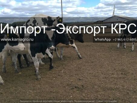 LLC Cattle Camauna - Интернет-покупка | Магазин для крупного рогатого скота