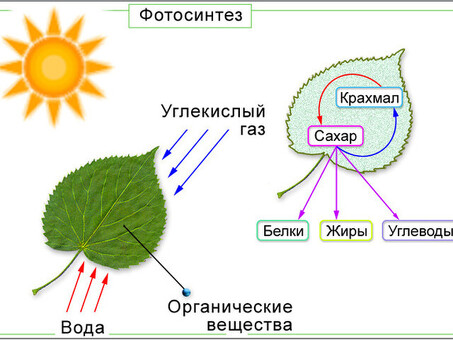 «Энергия растений» — уникальная формула, поддерживающая здоровье и восстановление.