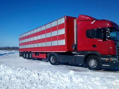 Купить животных на Авито: большой выбор животных разных пород и возрастов