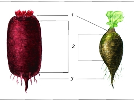 Свекла: овощ с большими корнями и его характеристики