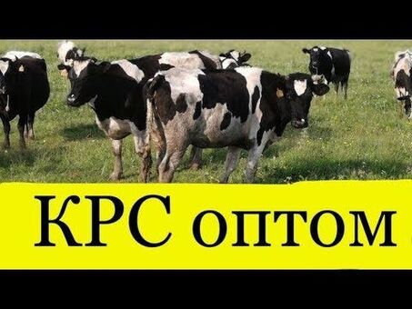 Продажа крупного рогатого скота: Отличное предложение на качественную говядину | Наша ферма